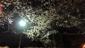 馬込川沿いの桜