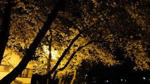 馬込川沿いの桜