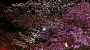 手前のやけにピンク色な花は桜じゃないの