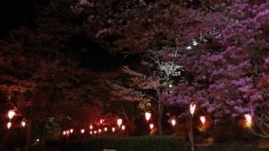 法多山の夜桜